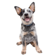 blue Australian cattle dog puppies for sale