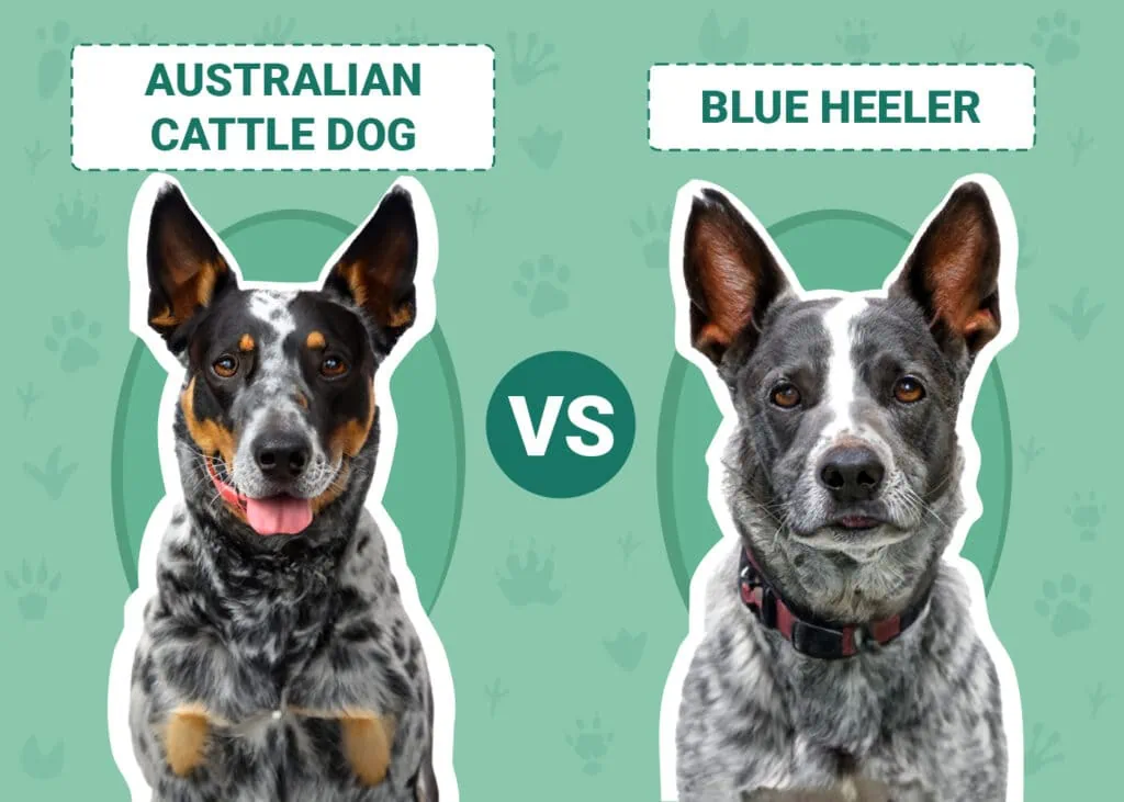 australian cattle dog vs blue heeler